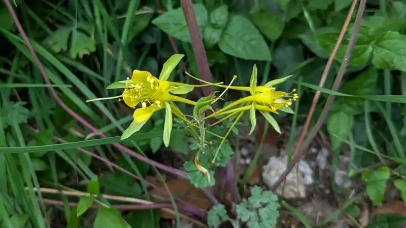 Golden Columbine