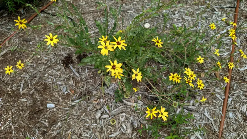Chocolate Daisy
