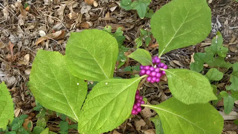 American Beautyberry