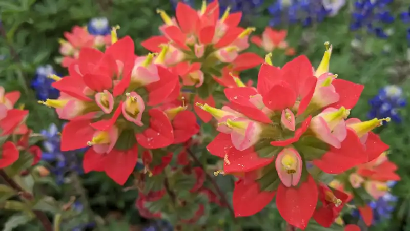 Indian Paintbrush