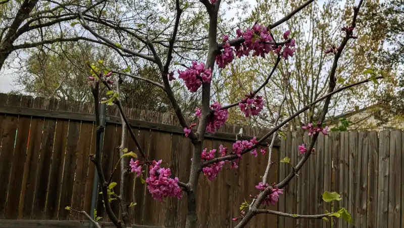 Texas Redbud