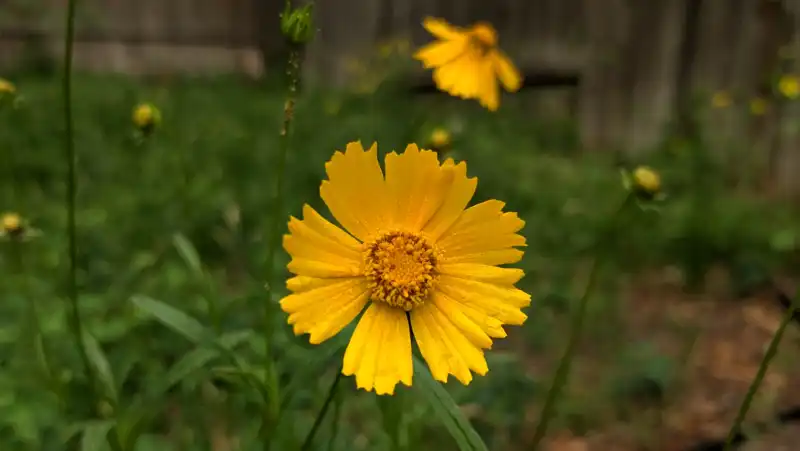Lanceleaf Coreopsis