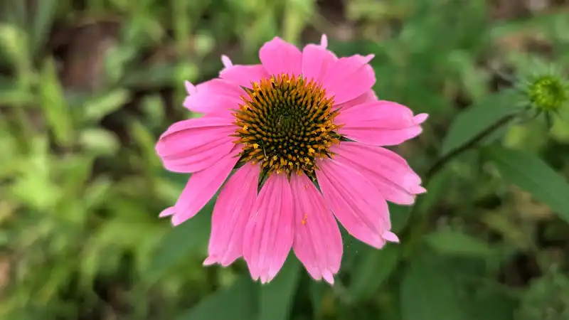 Purple Coneflower