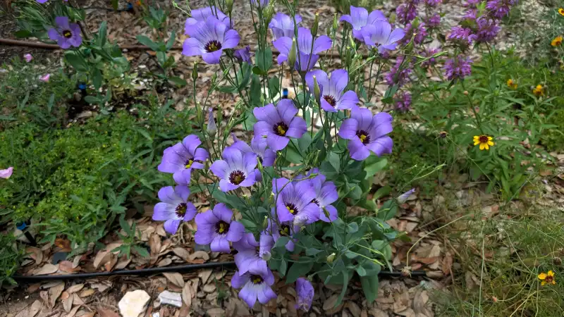 Texas Bluebell
