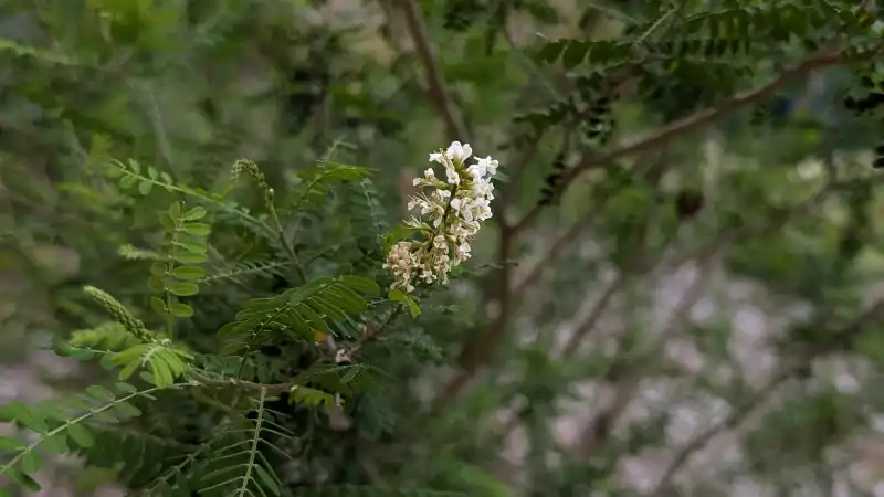 Kidneywood