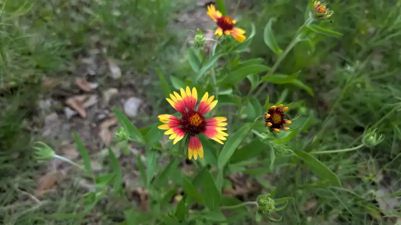 Firewheel