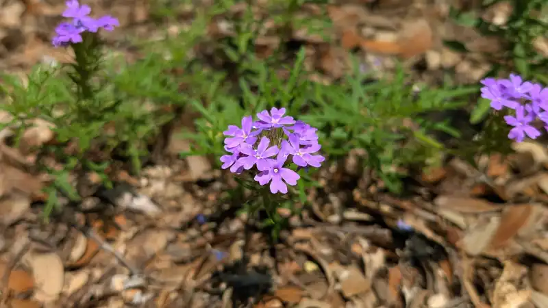 Prairie Verbena
