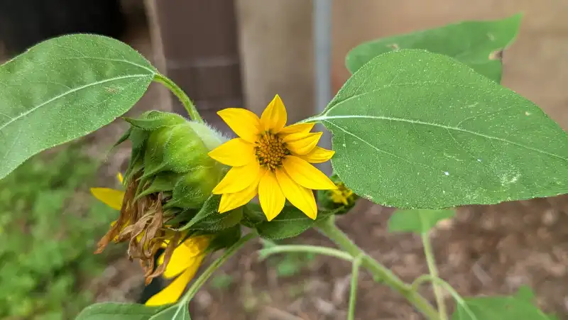 Common Sunflower