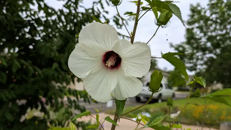 Halberd Leaf Rosemallow