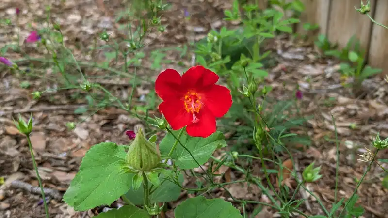 Heartleaf Rosemallow