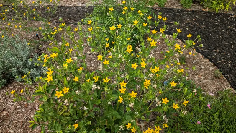 Texas Yellowstar