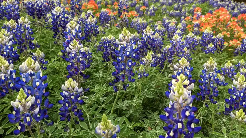 Texas Bluebonnet