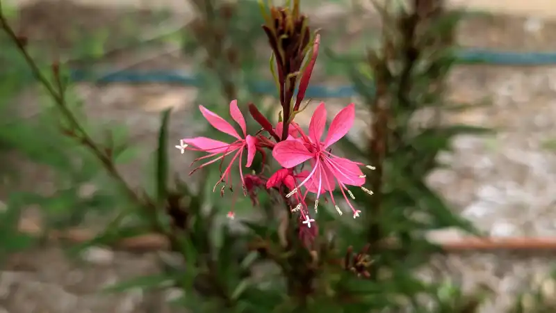 Butterfly Gaura