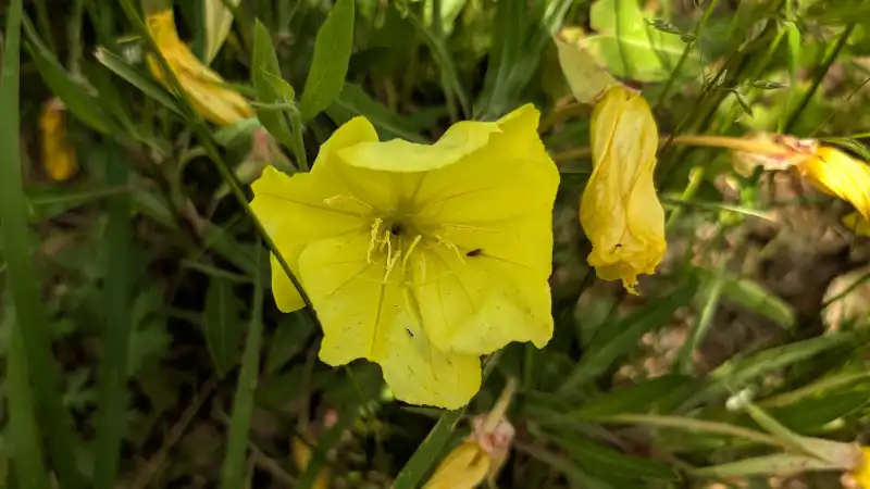 Missouri Primrose