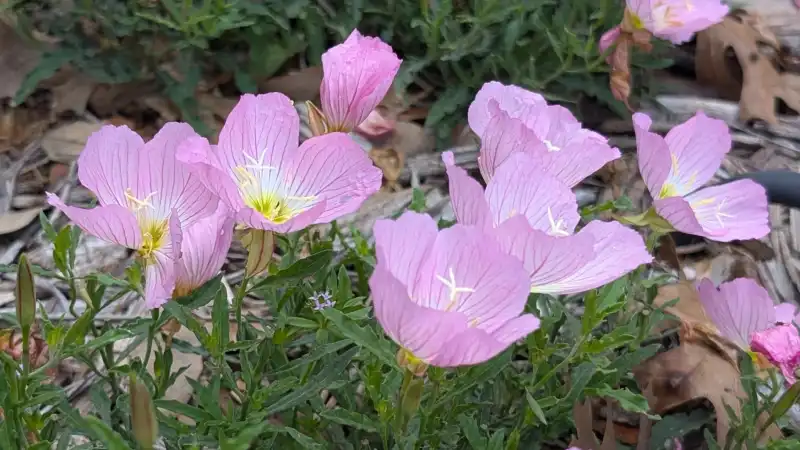 Pink Evening Primrose