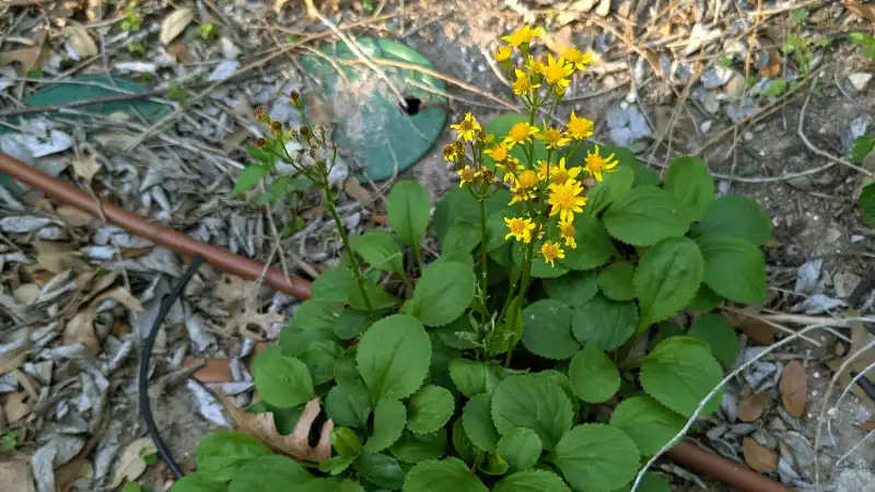 Golden Groundsel