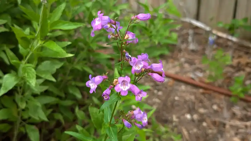 Gulf Coast Penstemon
