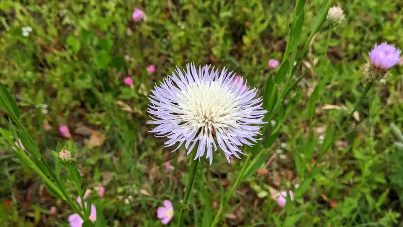 American Basketflower