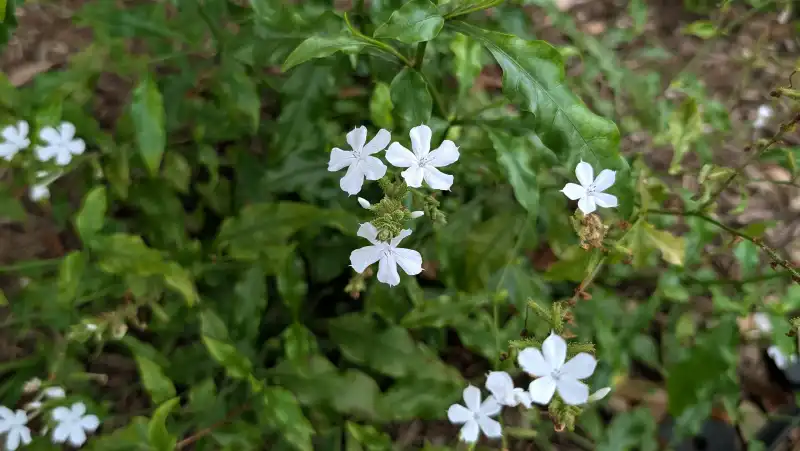 White Plumbago