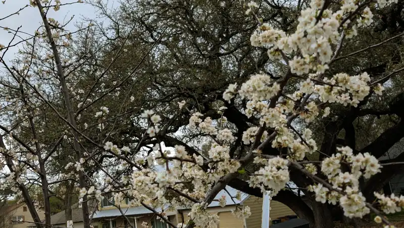 Mexican Plum