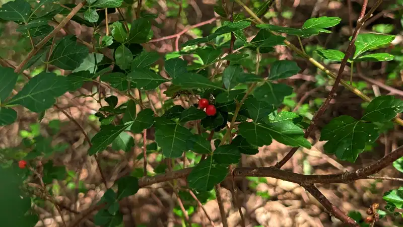 Aromatic Sumac