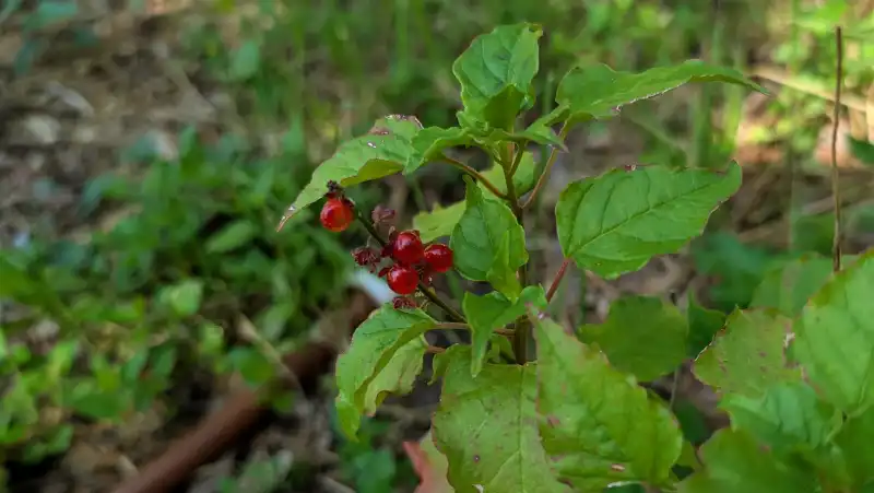 Pigeonberry