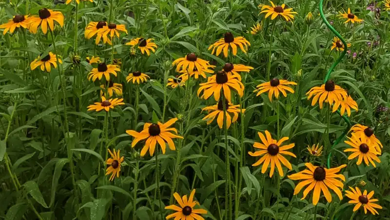 Black-eyed Susan