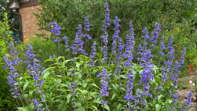 Mealy Blue Sage