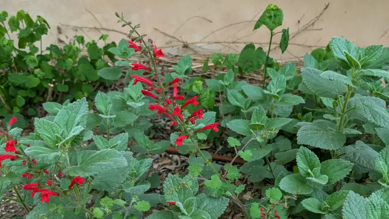 Cedar Sage