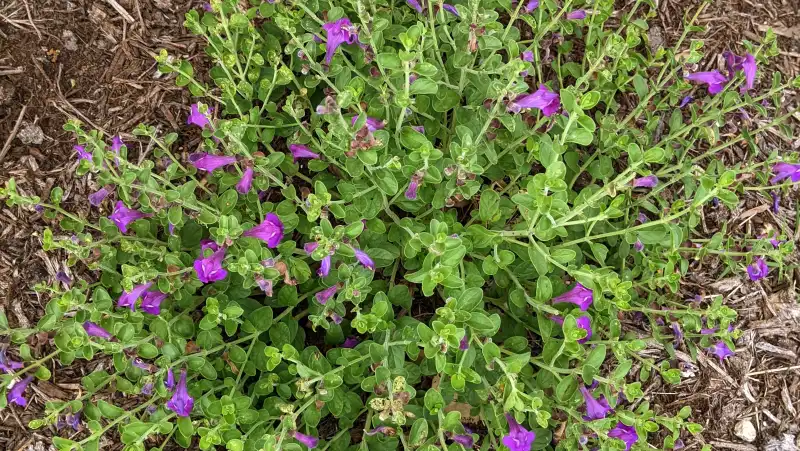 Wright's Skullcap