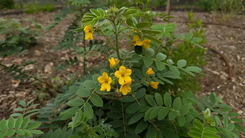 Lindheimer's Senna