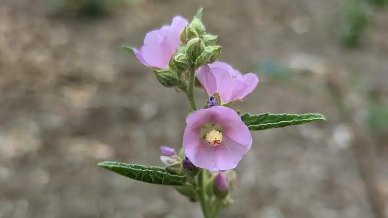 Narrowleaf Globemallow