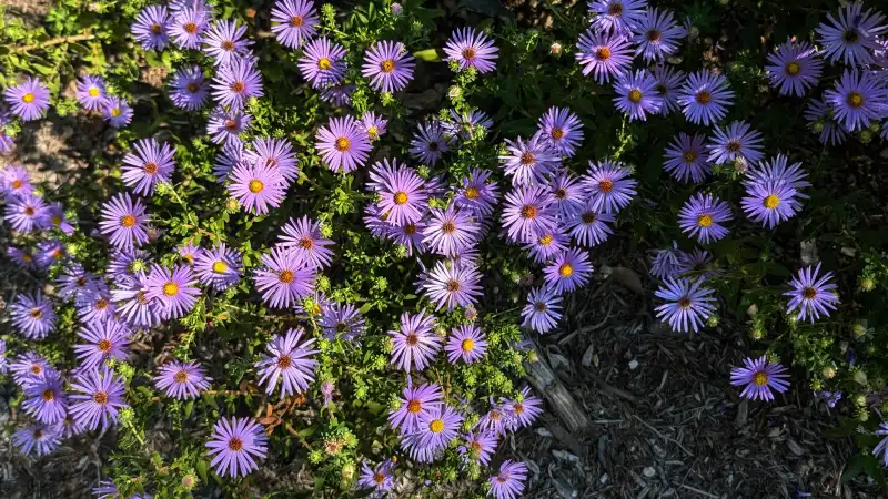 Fall Aster