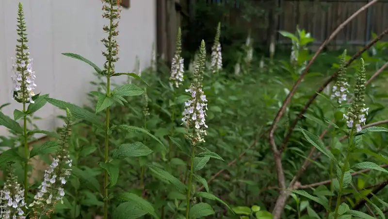 American Germander